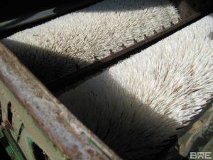 Brossage de noisettes