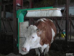 Brossage de vaches